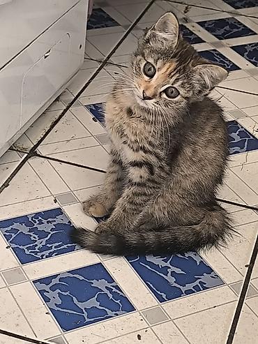 кошка скотиш: Шотландский котёнок (скоттиш страйт) с редким окрасом. девочка-2 — 1