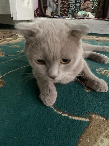 кошки бишкек купить: Шотландская вислоухая кошка (Scottish Fold) - Окрас: ровный — 2