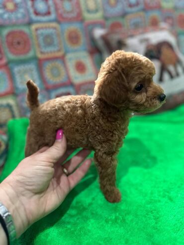 Psi: Nasa odgajivacnica se nalazi u Indjiji i bavimo se uzgojom pasa 15 — 10