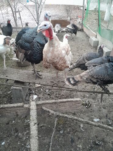 Индюки: Продаю | Индюк (самец) | Для разведения | Племенные — 7