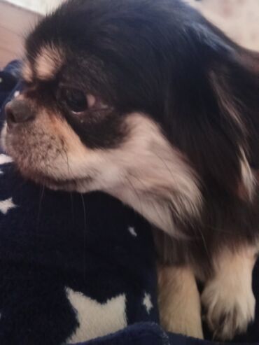 it coban: Пекинес, 10 месяцев, Самка, С прививками, Самовывоз