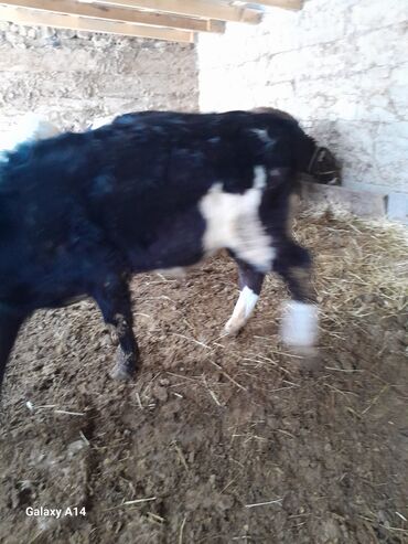 Коровы, быки: Продаю | Музоо, торпок | На откорм — 6