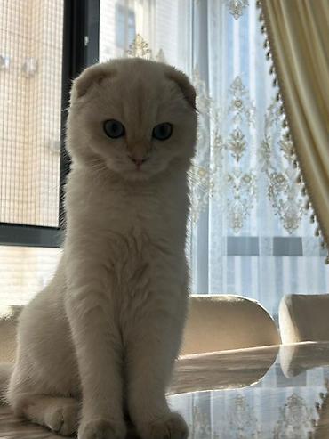 Вязка кошек: 🐾 Ищем котика для будущей вязки 🐾 Наша кошечка — скоттиш-фолд, сейчас — 1