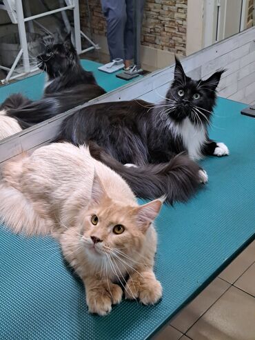 Другие услуги: Груминг в Бишкеке Стрижка Вычес (линька) Купание профессиональной — 11