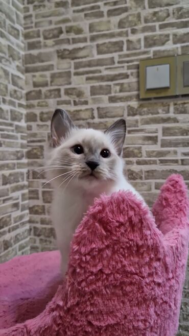 Pişiklər: Dişi, Pulsuz çatdırılma — 1