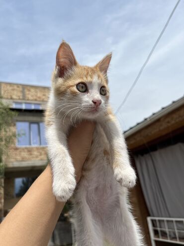 кошки бенгальские: Отдадим котенка в добрые руки. Самка. И плюс немного корма в добавок