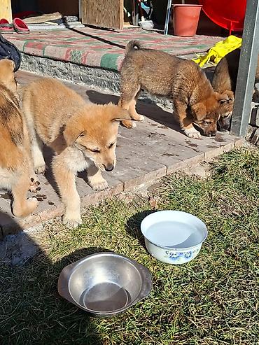Отдам даром собаку: Собака даром: Дворняжка, 3 месяца, Самец at lalafo.kg — 6 Отдам даром собаку: Собака даром: Дворняжка, 3 месяца, Самец — 6