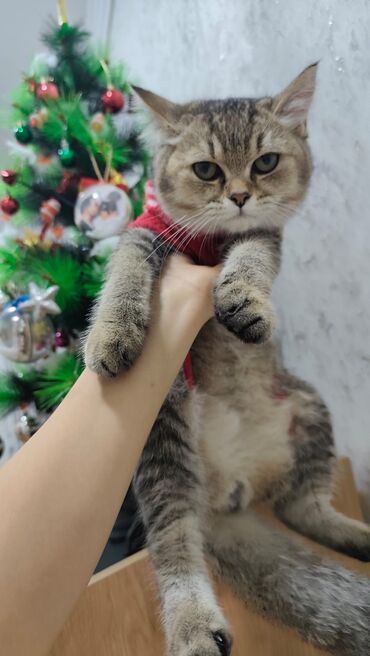 Pişiklər: Qızıl şinşilla, Erkək, Yaxşı əllərə, Ödənişli çatdırılma, Ünvandan götürmə — 13