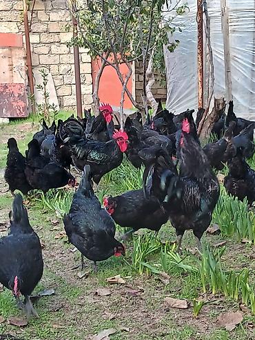 Qida məhsulları: Avstralop toyuqlarının mayalı yumurtası.Qiymət 80 qəpik — 9