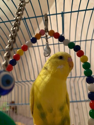 Tutuquşları: Danışan tutuquşu 9 aylıqdı erkəydi ələ ciyinə öyrənib qəfəs ilə 75 — 3