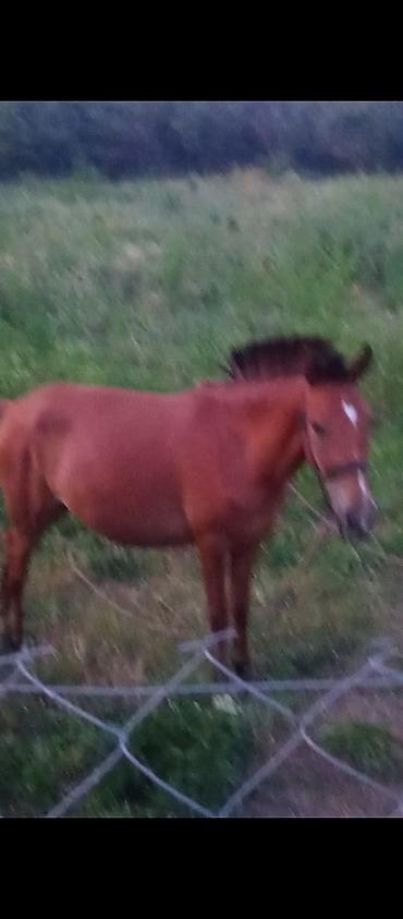 naxcivan heyvan elanlari: Qəhvəyi rəngli at/poney - Rəng: tünd qəhvəyi, alında ağ nişan - Növ — 1