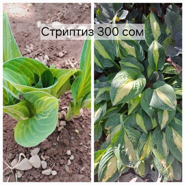 Садовые цветы и кустарники: Саженцы цветка: Хоста, Самовывоз, Бесплатная доставка, Платная доставка