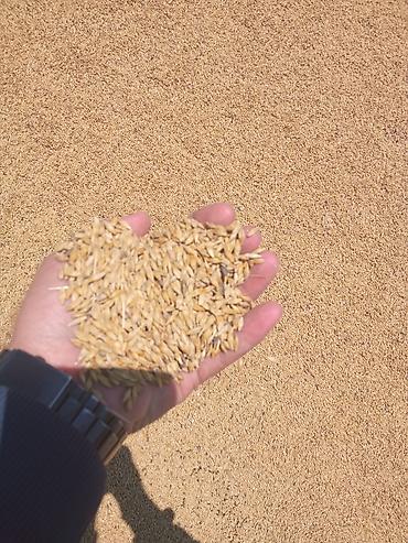 çilədağı bitkisi rus dilində: Arpa satışı Neftçala da 70 ton yerində satış qiyməti 30 qəpik real — 1