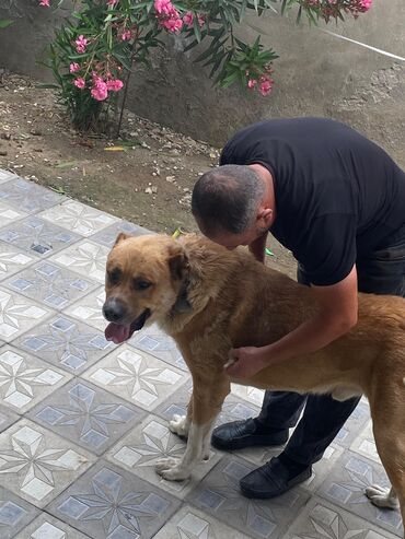 çoban iti qiyməti: 3 il, Erkek