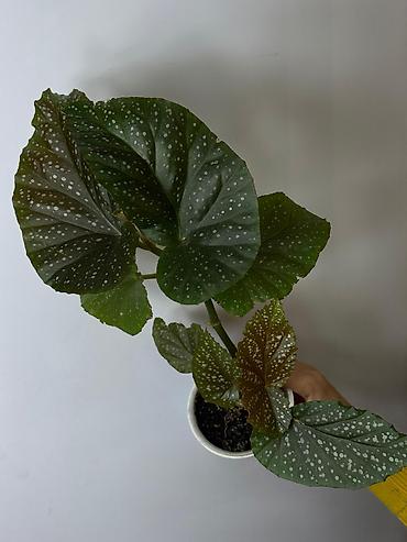 Винтовая пальма панданус, большое двухлетнее растение 500 сом at lalafo.kg Винтовая пальма панданус, большое двухлетнее растение 500 сом