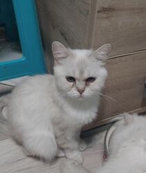 хочу купить кошку: Şotland, Dişi, Yaxşı əllərə, Ünvandan götürmə