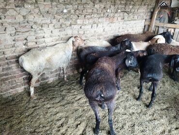 продам ягнят романовской породы: Продаю | Овца (самка), Баран (самец) | Полукровка | На забой, Для разведения | Осеменитель, Матка, Ярка