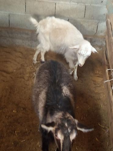 Козы, козлы: Продаю | Коза (самка) | Для разведения — 10