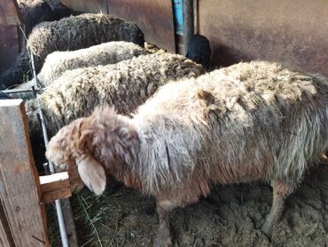Бараны, овцы: Продаю | Овца (самка) | Гиссарская | На забой, Для разведения | Матка