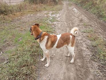 chinchilla satın al: 9 ay, Dişi, Ünvandan götürmə — 3