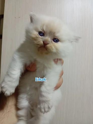 Pişiklər: Şotland, Erkək — 7