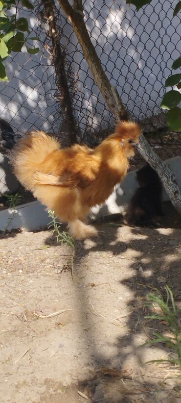 Xoruzlar: PON POn xoruzu satilir tekce — 9