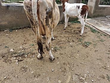 sudlu inək: Dişi, il: 1, 100 kq, Südlük, Ödənişli çatdırılma — 2