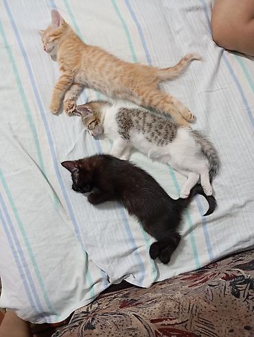 тигил: Котята от домашней кошки - Помёт из трёх котят: рыжий полосатый — 2