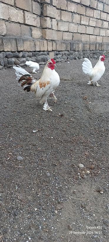 Xoruzlar: Tam sağlam 6 aylıq cır yaponkalar.Unvan Lənkəran Bakıya 20yanvara və — 6