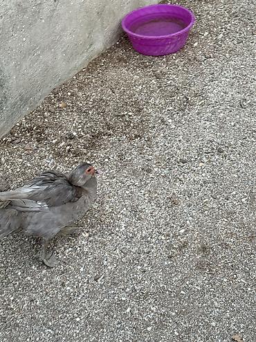 ördək balası və cücə: Lavanda ördək 2 dişi bir erkək bir dəfə bala veriblər balalığdan — 4