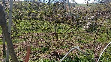 Долгосрочная аренда домов: 220 м², 6 комнат — 9