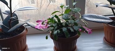 Декабристы: Шлюмбергера (декабрист) в горшке - Комнатное цветущее растение с — 2