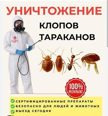 келемиш: Дезинфекциялоо, дезинсекциялоо, | Таракандар, Кумурскалар, Вирустар, микробдор, | Батирлер — 5