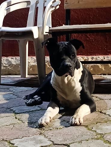 taksa it: Pitbul, Erkək — 1