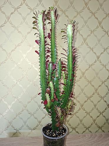 молочай гулу: Эуфорбия тригона (Euphorbia trigona), комнатное суккулентное растение — 1