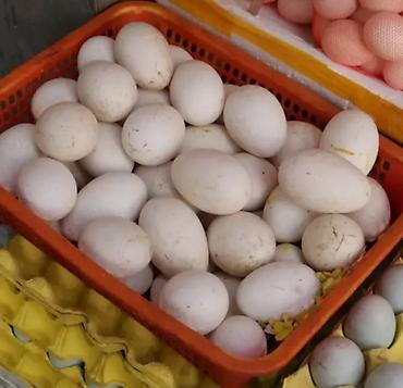 şimşek su cəni: Məhsul: Ördək yumurtası Təsvir: - Ağ qabıqlı, iri ölçülü ördək — 2