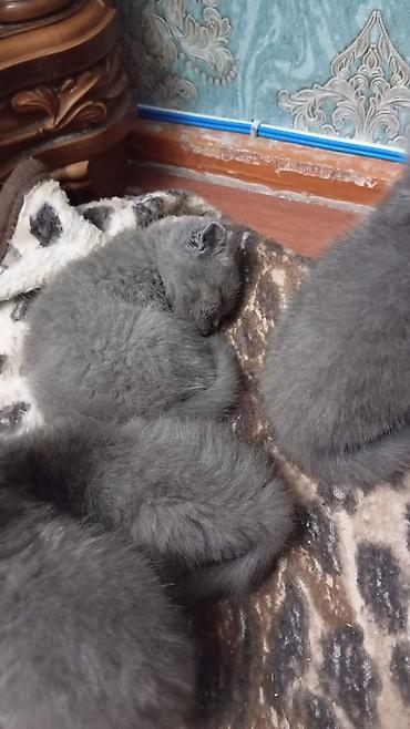 Pişiklər: Şotland — 11