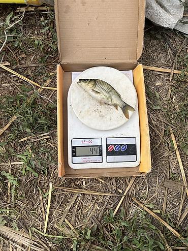 Балыктар: Малёк чистый карп для зарыбления в водоём От 40грам до 100 грам — 10
