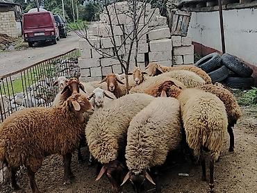 iri buynuzlu mal: Qoyun və quzu – ana bala dəsti - Növ: yerli qoyun (ana) və eyni rəng — 4