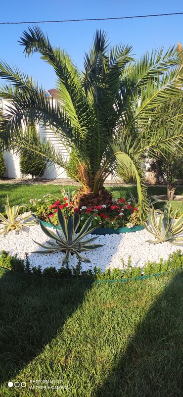 Dekorativ daşlar: Ağ daşlar.Dekorativ Ağ daşlar Təbii daşlardır.kiçik orta və böyük — 30