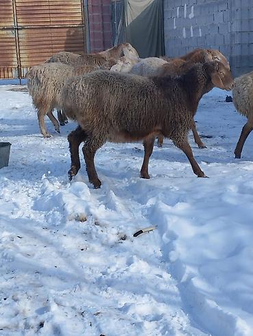 Бараны, овцы: Продаю | Овца (самка) | Для разведения | Матка — 7