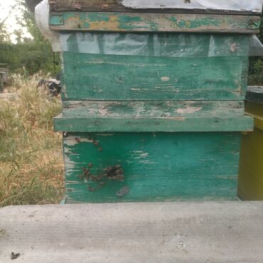 продам пчелосемьи: Аары семья сатылат 10 штук, күчтүүсүнөн экөө бар калганы слабыйлар