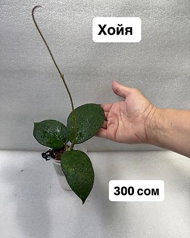 Хойи: Хойя (Hoya) Nui от 200 сом( Хойя балаэнсис сплеш-300 Хойя — 17