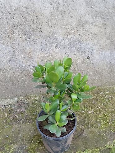nar agacı: Succulent – Pul Ağacı (Crassula ovata) - Qalın, ətli, parlaq-yaşıl — 1