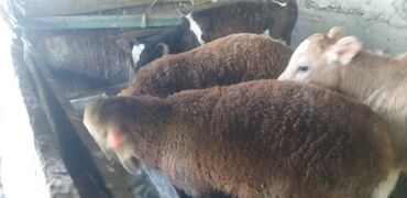 рамановские овцы: Продаю | Ягненок | Арашан | На забой, Для разведения