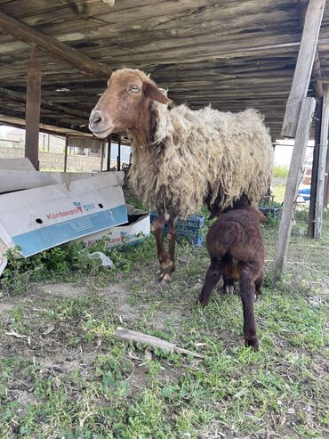 Qoyunlar, qoçlar: Dişi, il: 5, Ünvandan götürmə