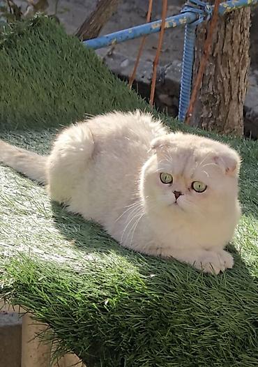 вязку: Вязка ! Не продажа!!! Молодой котик Scottish fold окрас серебристая — 5