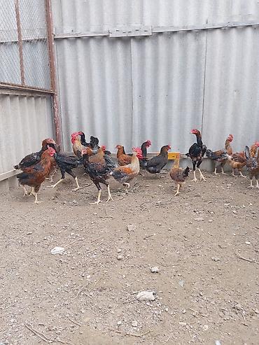 Xoruzlar: Xoruz, Heyratı, il: <1, Ünvandan götürmə — 26