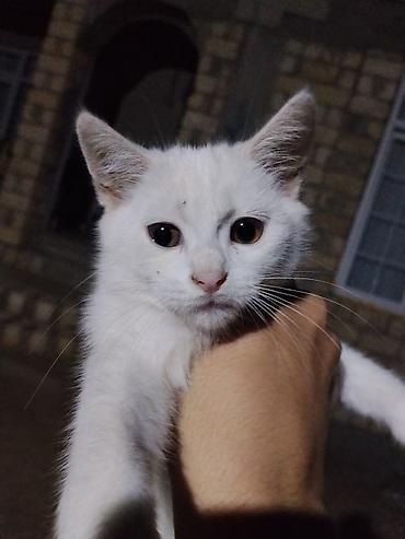 jersey inek satisi: Yaxşı əllərə — 2