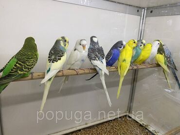 корм витакрафт для волнистых попугаев: Возьму даром любых папугай опыт есть буду держать в отличных